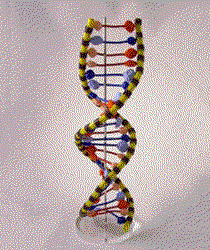 dna